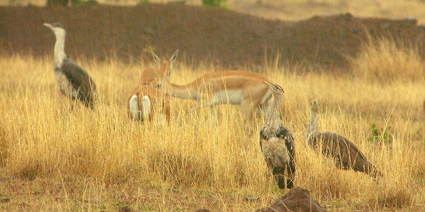 Two large bustard birds, one paler and smaller, the other darker with bold markings.