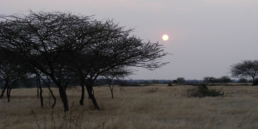A view of Nannaj Wildlife Sanctuary, home to endangered Great Indian Bustard