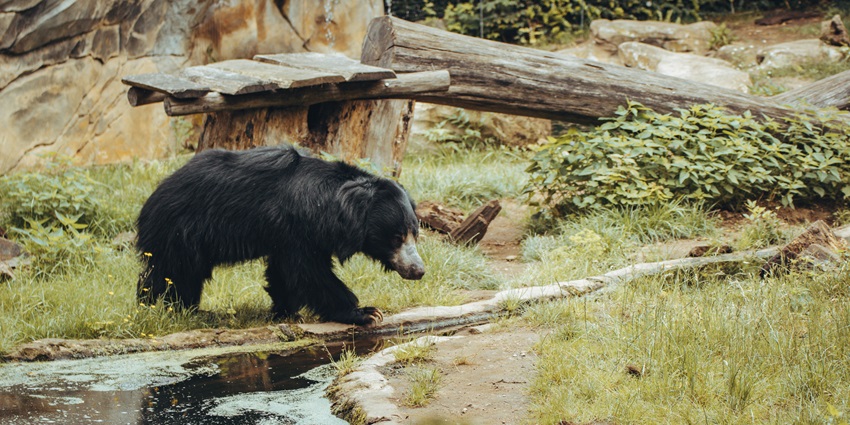 Narnala Wildlife Sanctuary is one of the most popular places to visit near Akola.