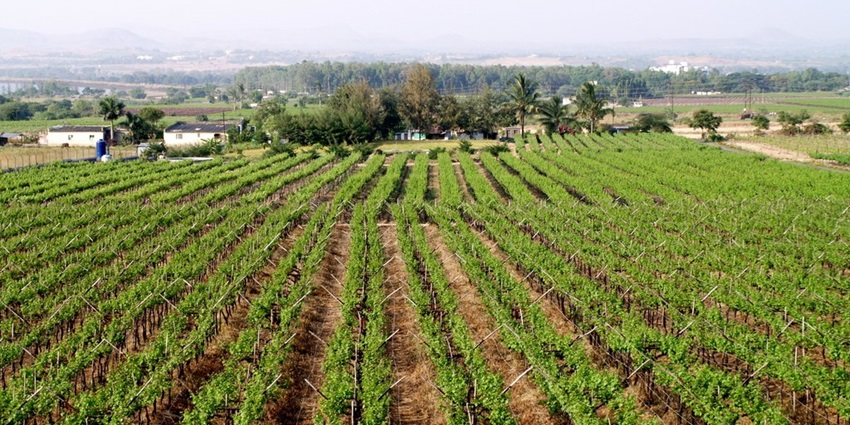 Grape vineyards in Nashik, the best place near Harihar fort with rows of lush vines.