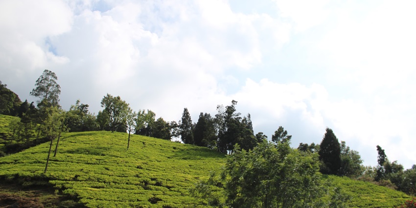 A stunning view of a lush green hill in the verdant landscapes near Dindigul