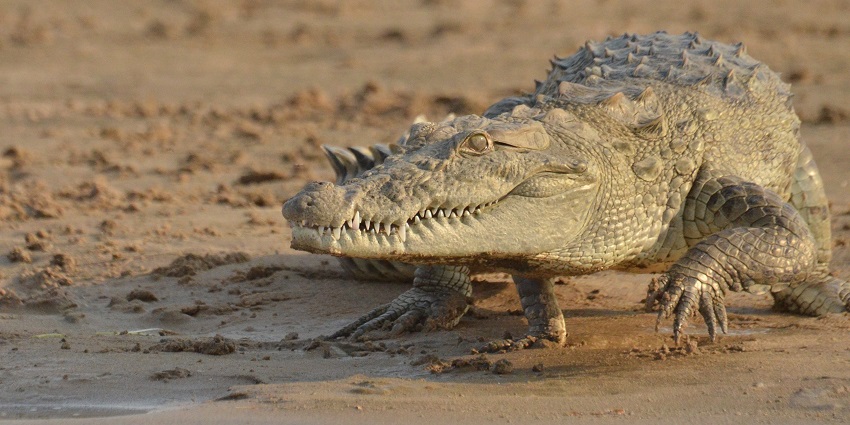 View of an Indian crocodile at National Chambal Sanctuary, a haven for unique wildlife and serene landscapes.