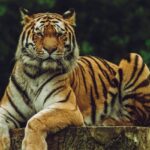 An image of a tiger chilling on his log at the famous National Park near Nagpur.