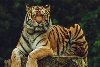 An image of a tiger chilling on his log at the famous National Park near Nagpur.