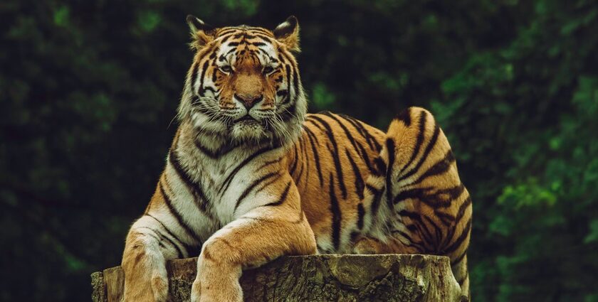 An image of a tiger chilling on his log at the famous National Park near Nagpur.