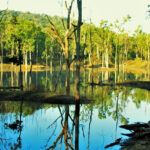 A view of National Parks In Maharashtra showing dense forest and water bodies.