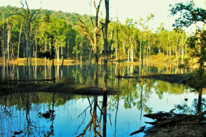 A view of National Parks In Maharashtra showing dense forest and water bodies.