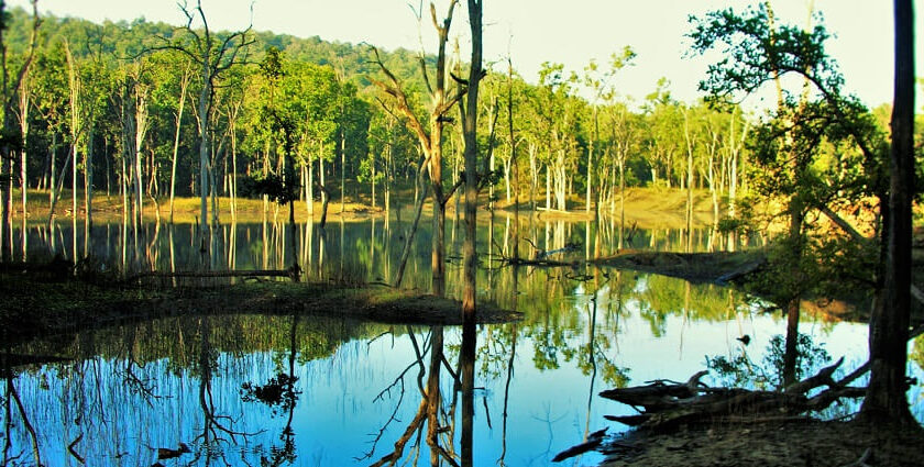 A view of National Parks In Maharashtra showing dense forest and water bodies.