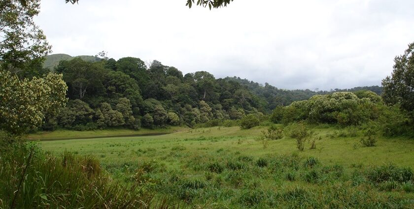 Scenic view of a national park near Pune, showcasing greenery and wildlife.