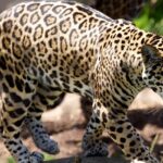 An image of a scenic view of Bandhavgarh National park in Madhya Pradhesh with a leopard.