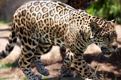 An image of a scenic view of Bandhavgarh National park in Madhya Pradhesh with a leopard.