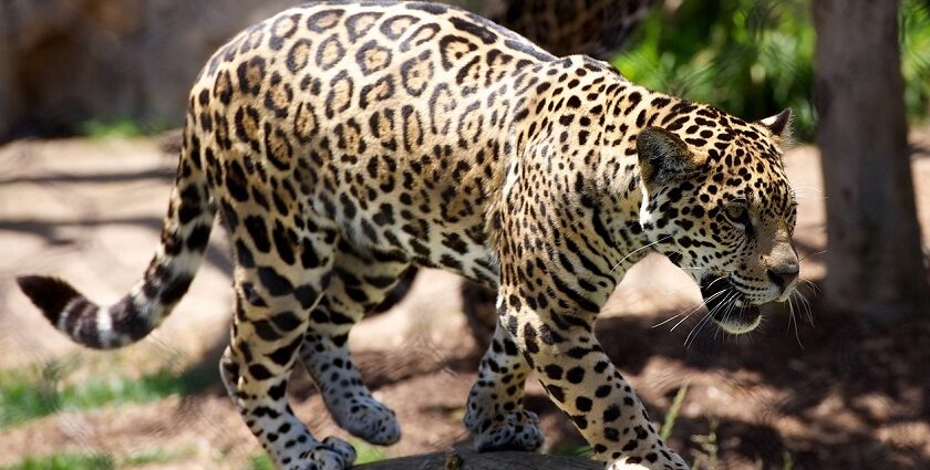 An image of a scenic view of Bandhavgarh National park in Madhya Pradhesh with a leopard.