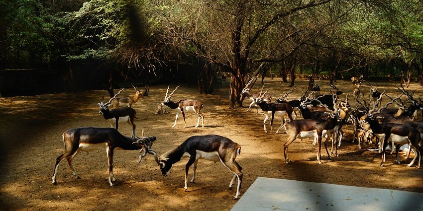 The National Zoological Park is one of the best places to visit for every traveller.