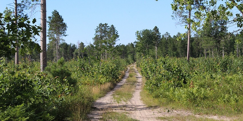 An image of nature walks, enriching your understanding of what to see in Pichavaram