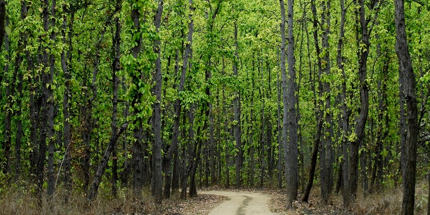 A beautiful view of lush greenery is ideal for a peaceful nature walk in Kanha National Park.