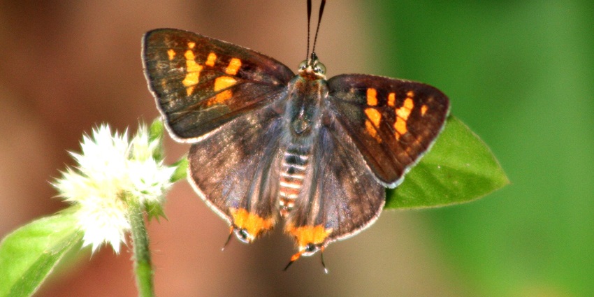 An image of Plumbeous Silverline Spindasis schistacea at Navegaon National Park.