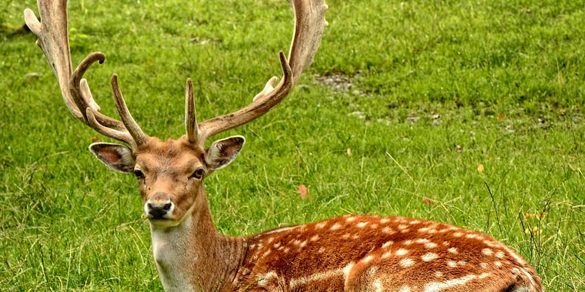 A deer in Navegaon Park, among popular national parks in Maharashtra.