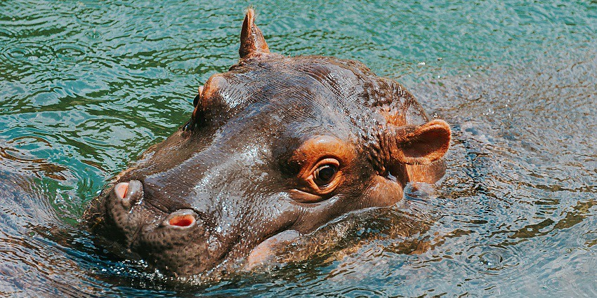A hippopotamus in the serene waters of Navegaon, a tourist hotspot of the region.