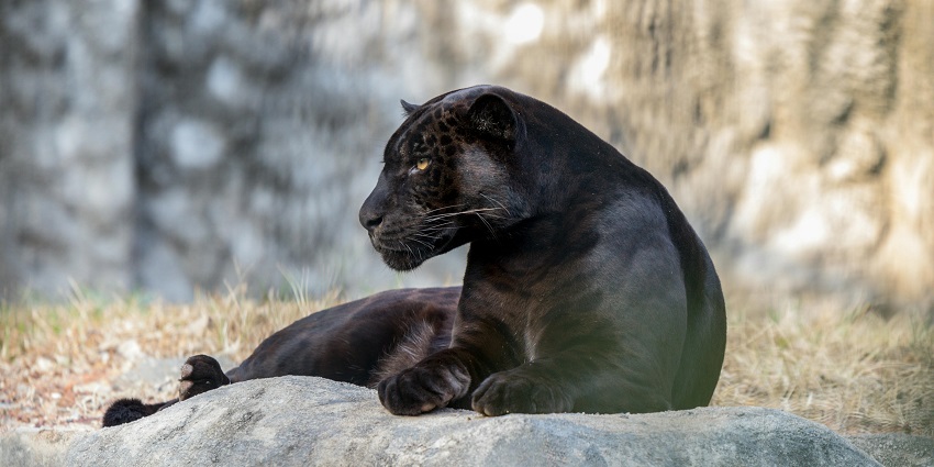 A black panther at the Nehru Zoological Park, one of the best zoos in Andhra Pradesh.
