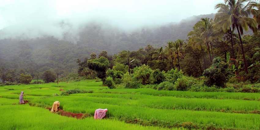 Netravali Wildlife Sanctuary is filled with lush greenery and stunning wildlife like leopards and more