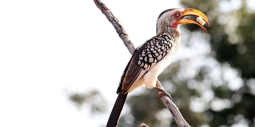 Hornbill at the Netravali Wildlife Sanctuary, one of the top wildlife sanctuaries in Goa.