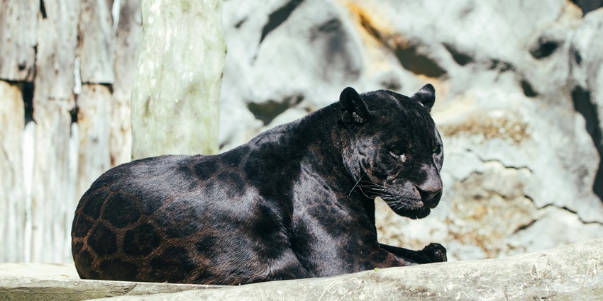 Netravali Wildlife Sanctuary is one of the most amazing places to spot black leopards.