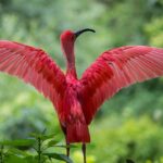 An image of a flamingo on a tree spreading its wings, captured by a photographer.