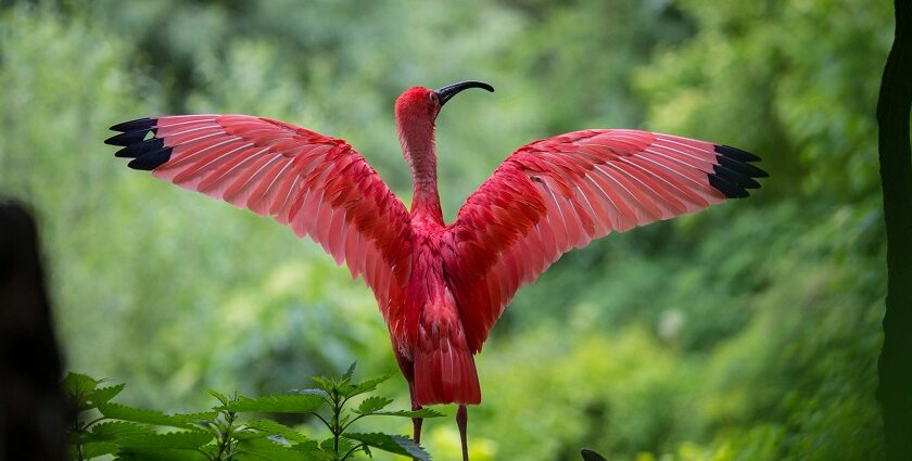 An image of a flamingo on a tree spreading its wings, captured by a photographer.