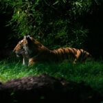 Night safari in Bali is a must experience for all thrill and adventure seekers