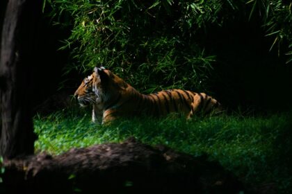 Night safari in Bali is a must experience for all thrill and adventure seekers