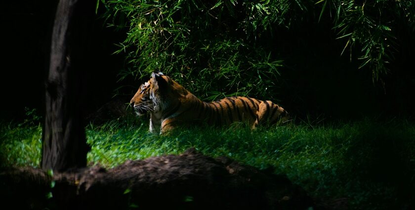 Night safari in Bali is a must experience for all thrill and adventure seekers