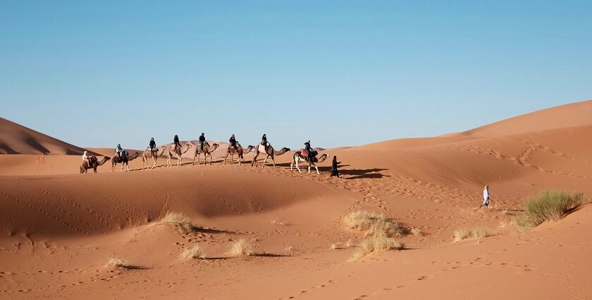 A group riding camels during a scenic sunset for a night safari in Jaisalmer, Rajasthan. Viewers of this file can see comments and suggestions