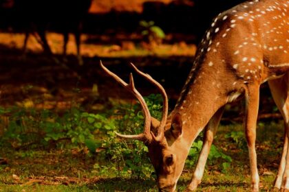 Night safari in Pushkar offer leopard spotting and serene desert sounds.