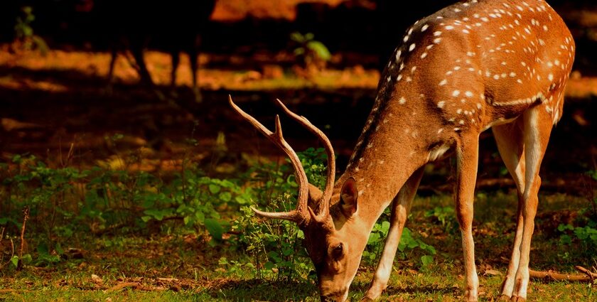 Night safari in Pushkar offer leopard spotting and serene desert sounds.