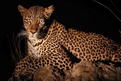 The thrill of a night safari in Tadoba, where wildlife adventures await.