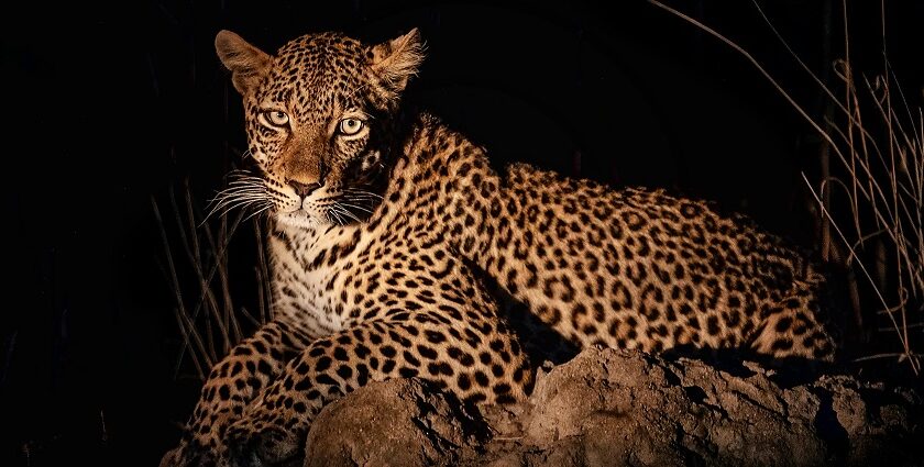 The thrill of a night safari in Tadoba, where wildlife adventures await.