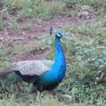 Image of a beautiful peacock displaying its iridescent feathers in a lush green landscape