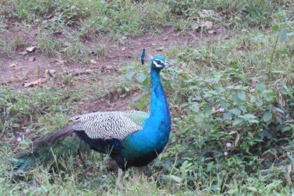 Image of a beautiful peacock displaying its iridescent feathers in a lush green landscape