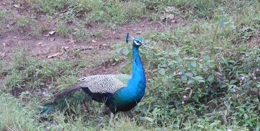 Image of a beautiful peacock displaying its iridescent feathers in a lush green landscape