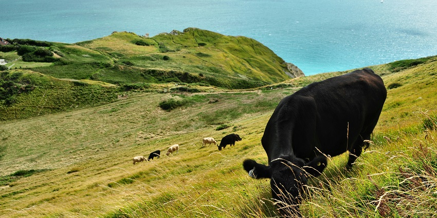 A glimpse of Nilgiri Hills boasts beautiful scenery and is perfect for nature lovers.