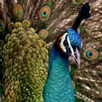 A vibrant view of showcasing peacock - a famous place near Maharashtra