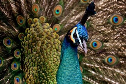 A vibrant view of showcasing peacock - a famous place near Maharashtra