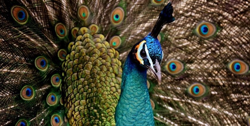 A vibrant view of showcasing peacock - a famous place near Maharashtra