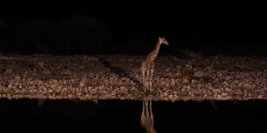 View of giraffe standing beside a lake, a sight to capture during a safari