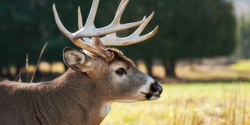 A deer spotted at the Deer Park, a famous tourist attraction in the region of Haryana.