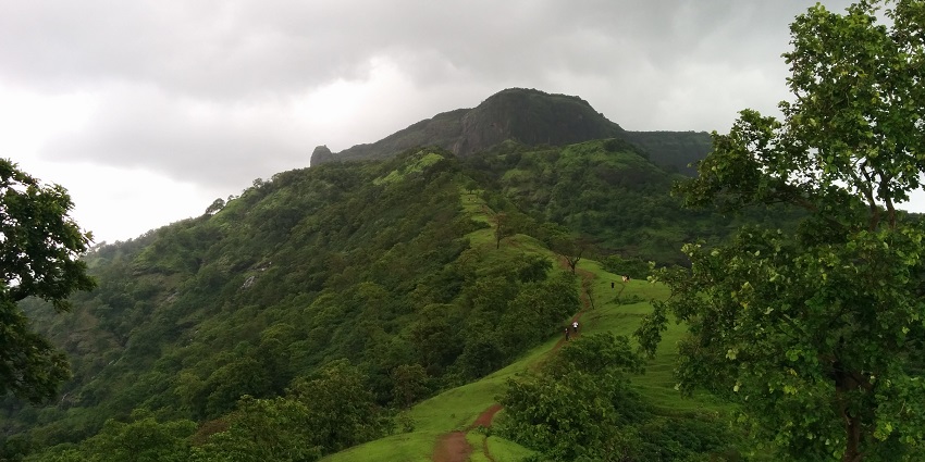An image of a solitary tree on a hilltop with expansive views of the landscape.