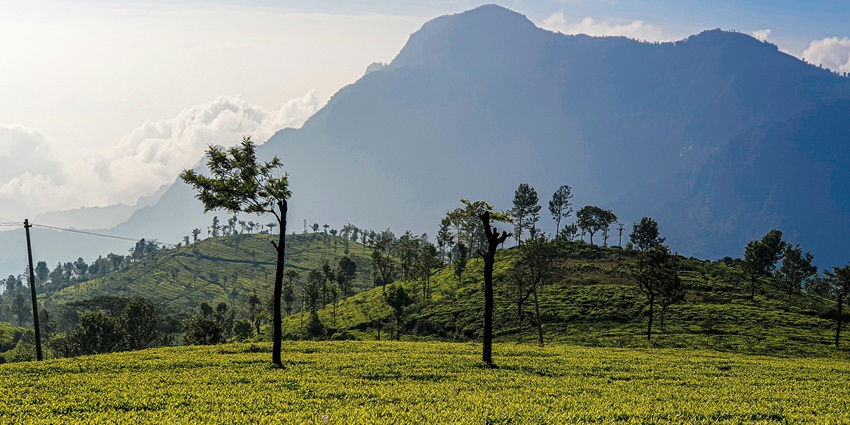 An image of the Beautiful Ooty hills, among the charming hill stations near Erode.