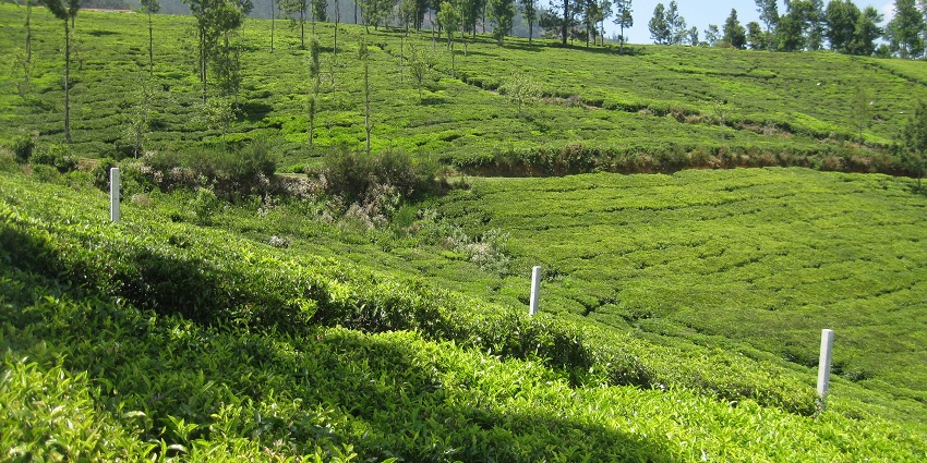 A scenic tea plantation, a beautiful spot among places to visit near Bangalore in August.