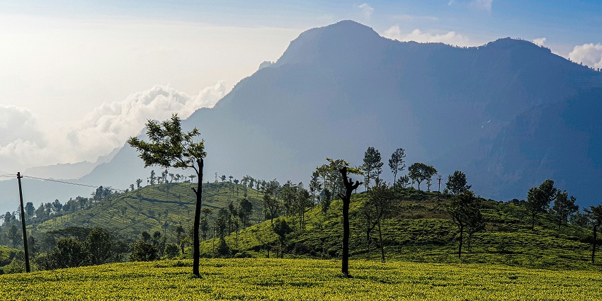 Lush green beauty of Ooty, one of the best places to visit near Bangalore within 300 kms.
