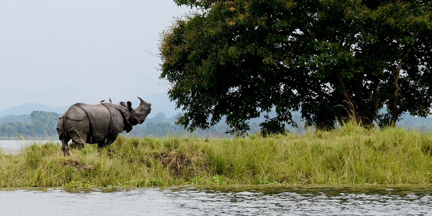 Snapshot of the beautiful Gery single horned Rhino in the beautiful wildlife Sanctuary